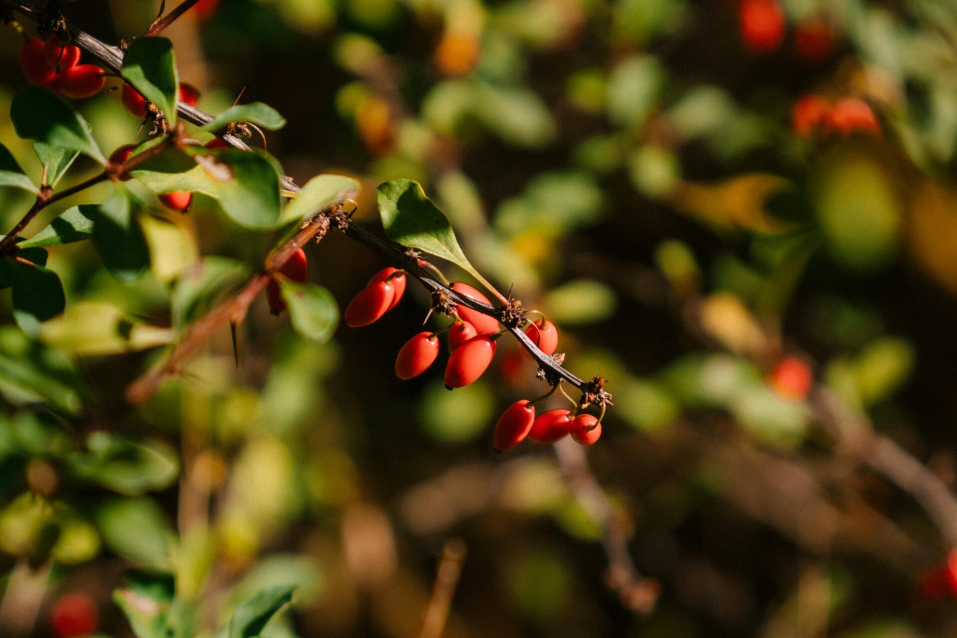 Berberine and Its Health Benefits