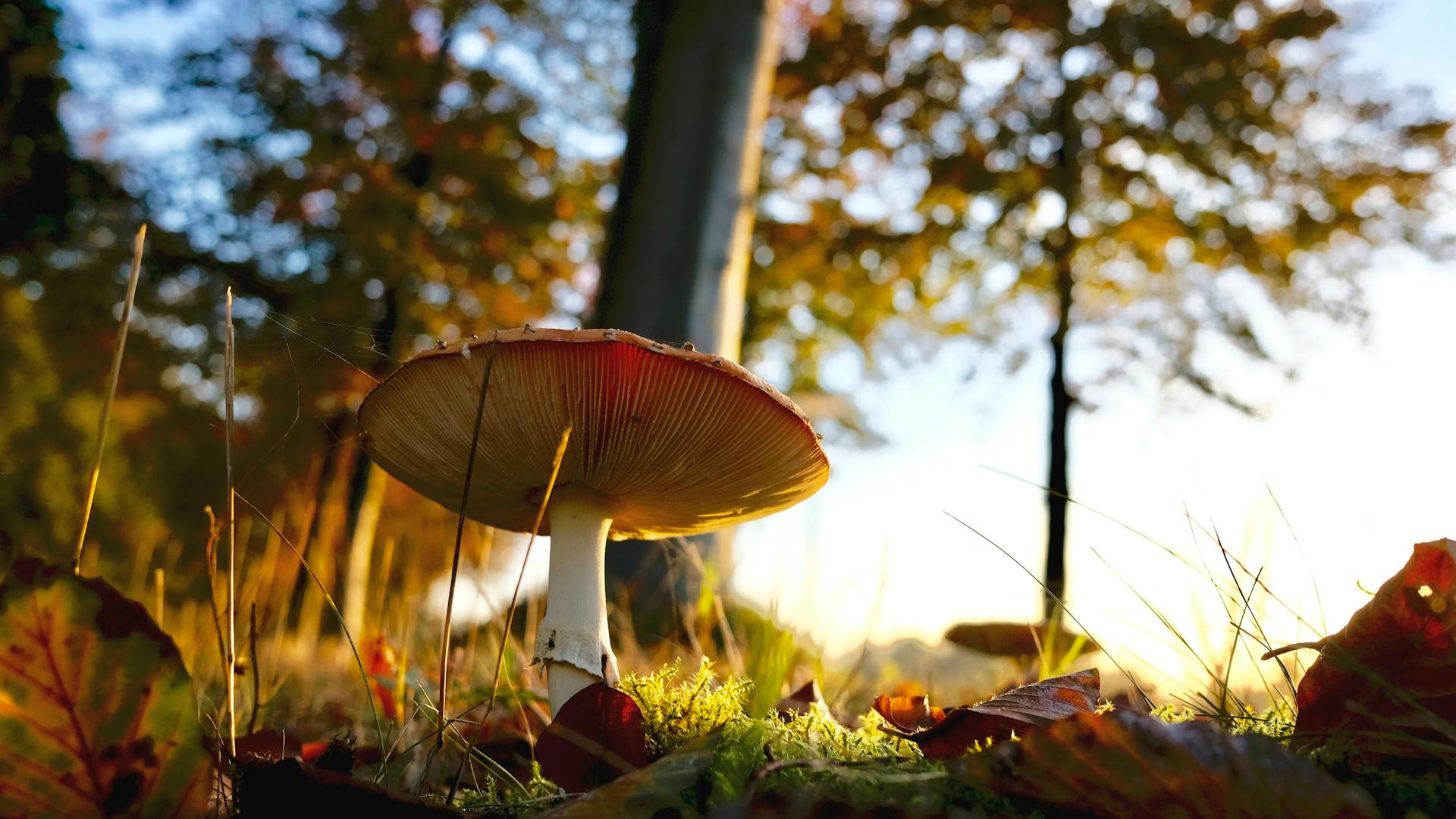 The Healing Power of Mushrooms 